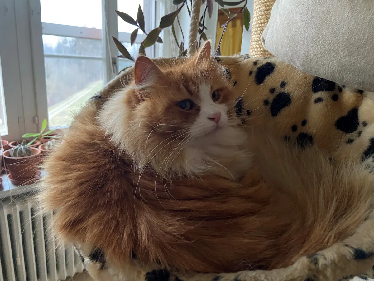 Eine Katze mit rotem Fell liegt in einer Plüschmulde im Katzenbaum